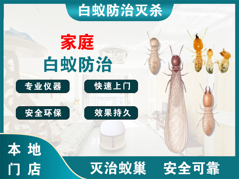 绍兴家庭白蚁防治
